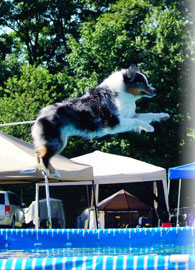 k9 activity club k9 activity club